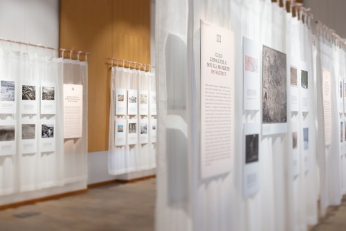 Natural History of Architecture in Lyon